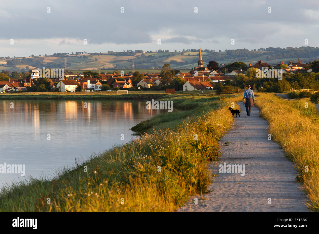 Man walking towards Combwich with dog on footpath beside the River Parret on a summer's evening. Stock Photo
