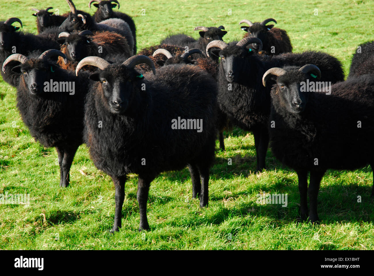 Black Sheep livestock Isle of Wight, Hampshire England, UK Europe Stock