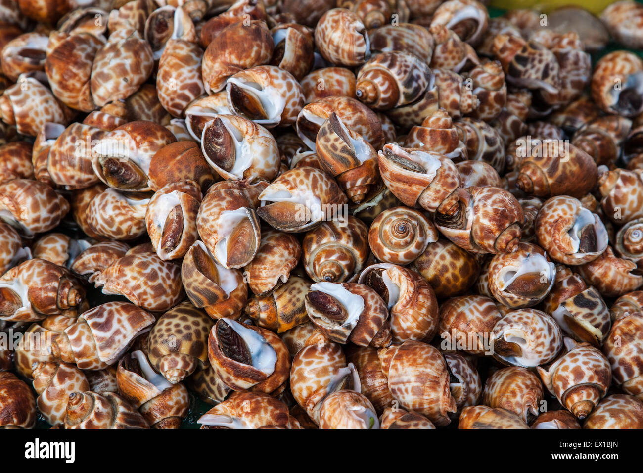 Shellfish assortment hires stock photography and images Alamy