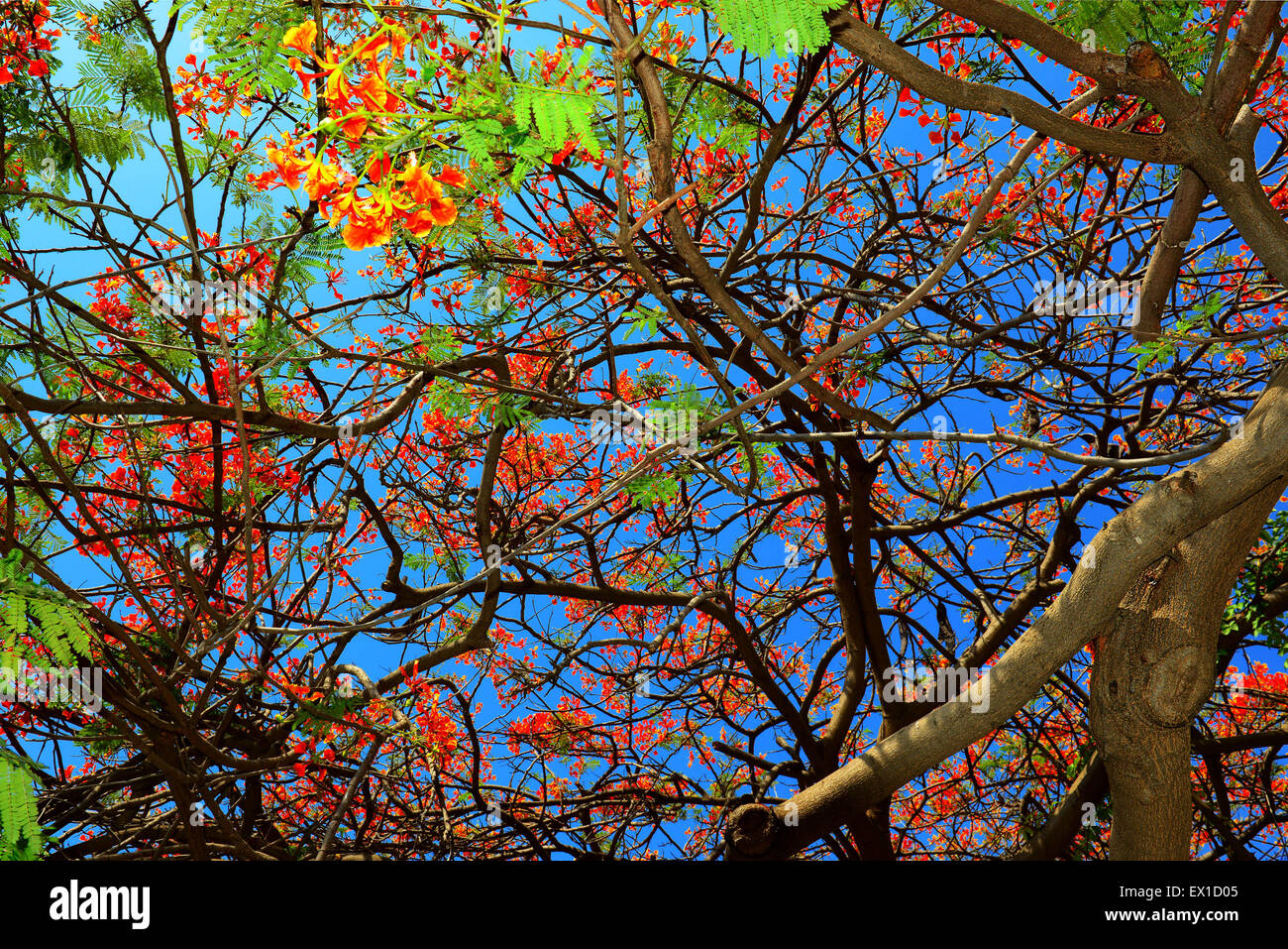 Tree wood background hi-res stock photography and images - Alamy