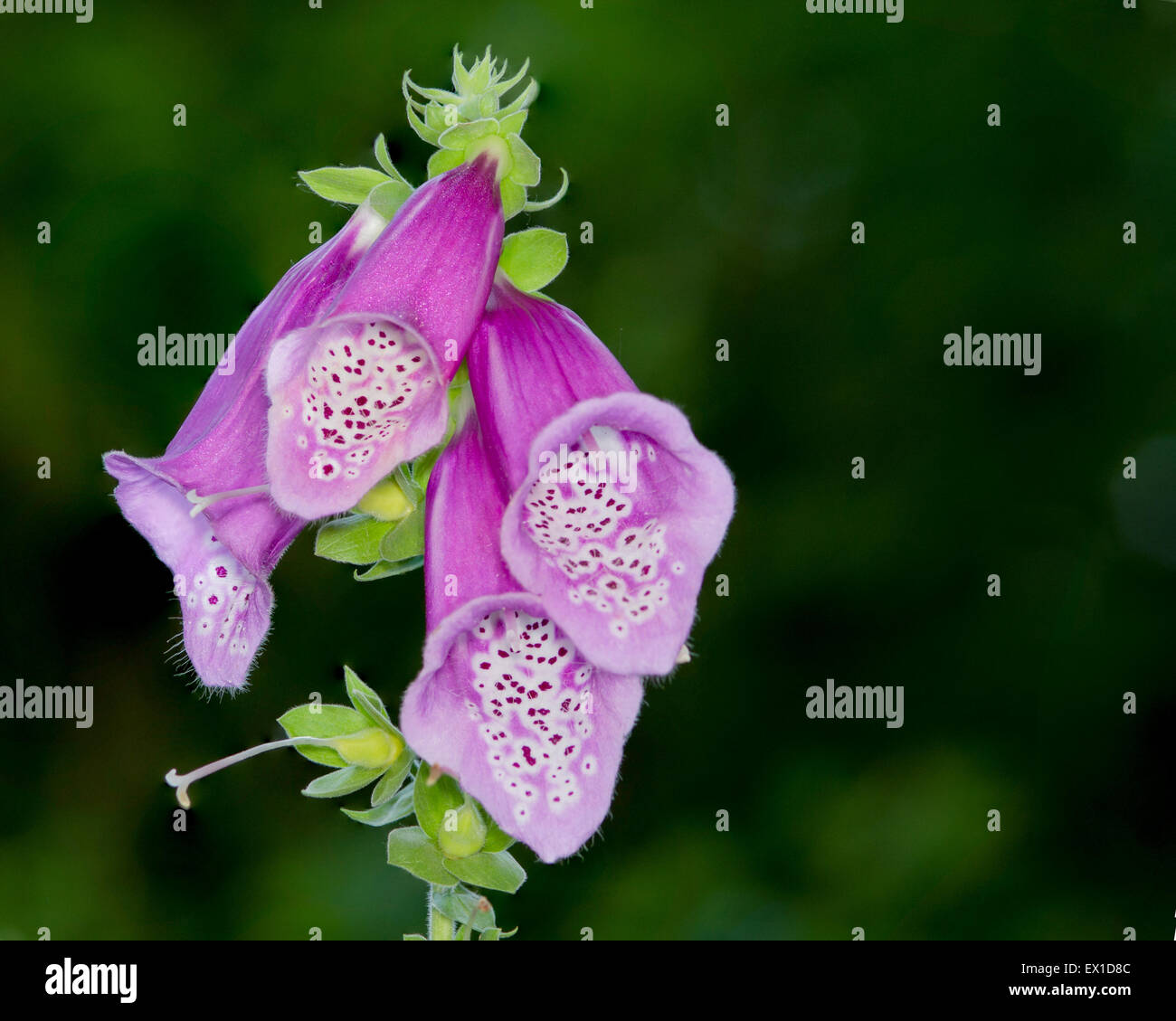 Purple Bell Flowers Foxglove blossoms in the summer. Stock Photo