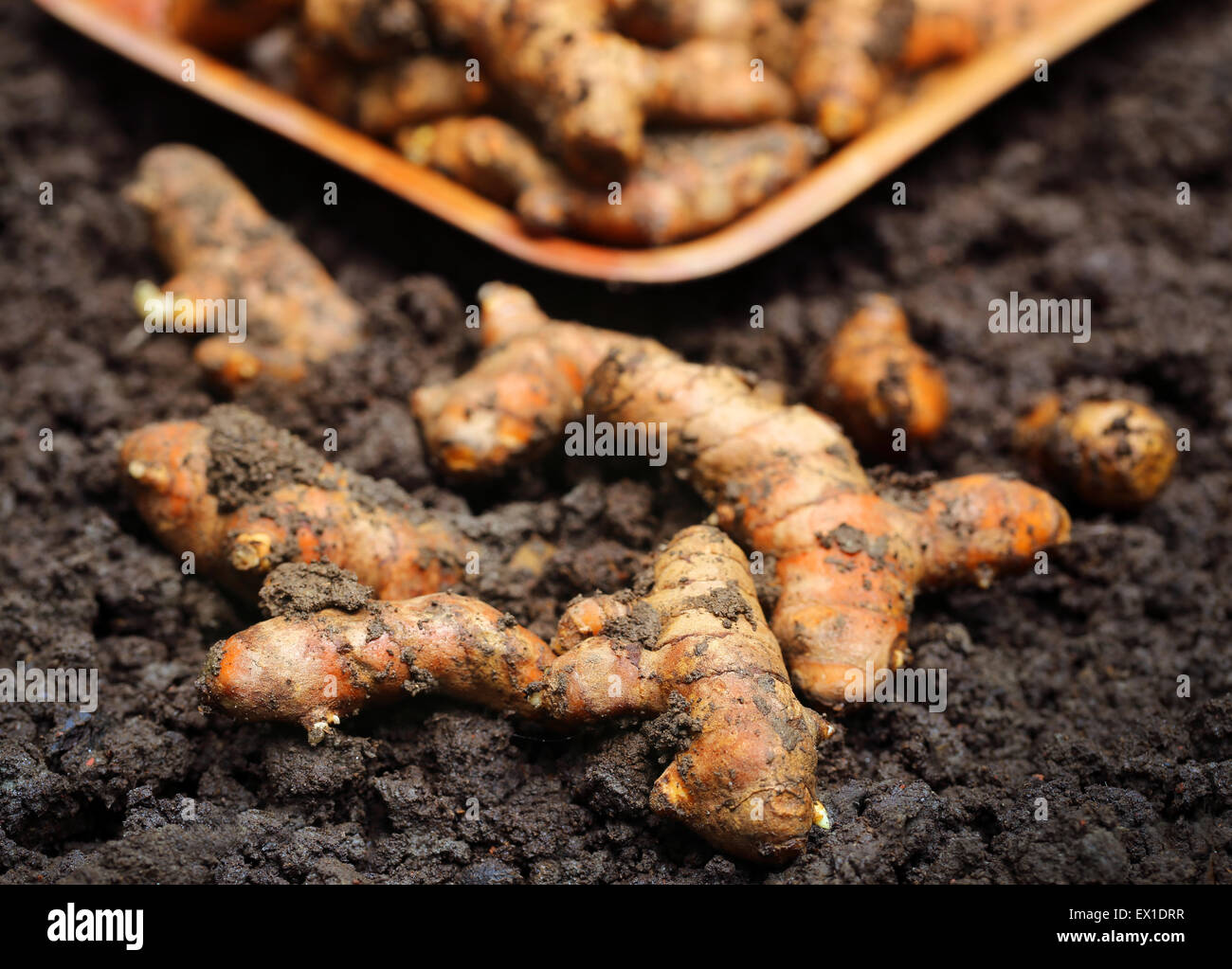 Newly harvested Turmeric in cultivated soil Stock Photo