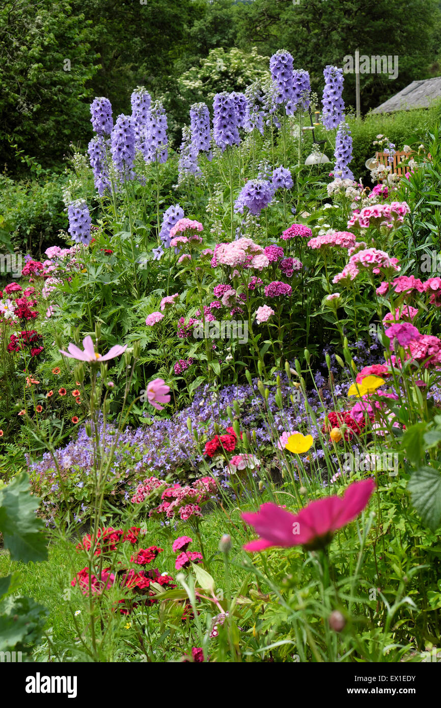Beautiful cottage garden flower border in summer with blue delphiniums delphinium sweet william, cosmos growing in June July Wales UK  KATHY DEWITT Stock Photo