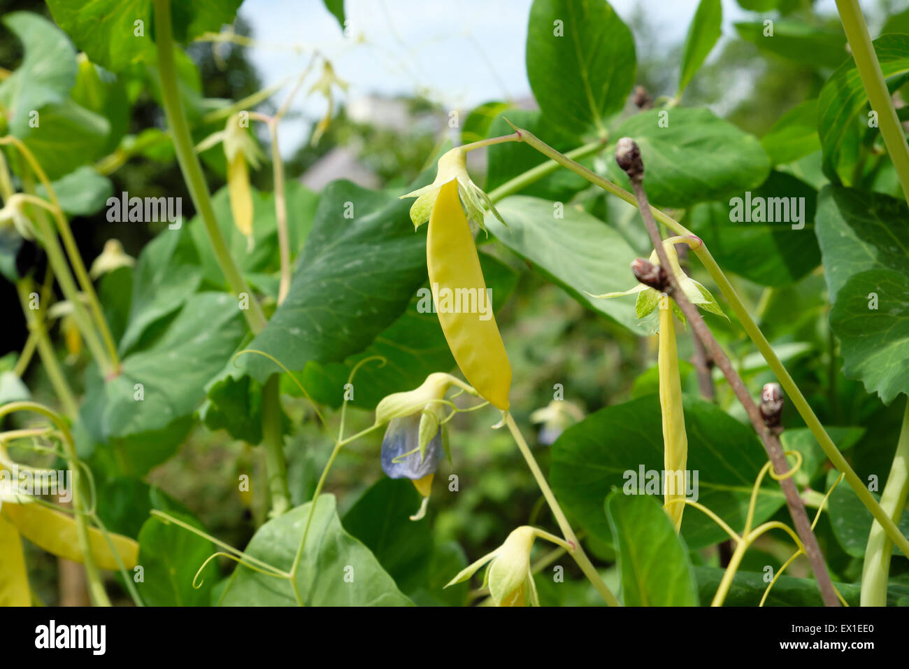 Yellow mangetout peas growing in pod in an organic vegetable garden in July summer Carmarthenshire Wales UK Great Britain KATHY DEWITT Stock Photo