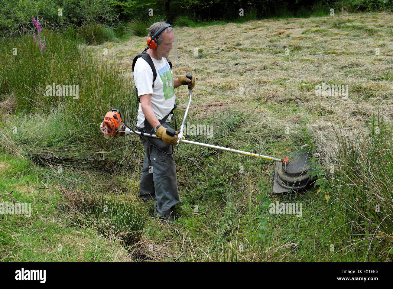 A person wearing safety equipment strimming reeds in a field in Carmarthenshire Wales UK  KATHY DEWITT Stock Photo