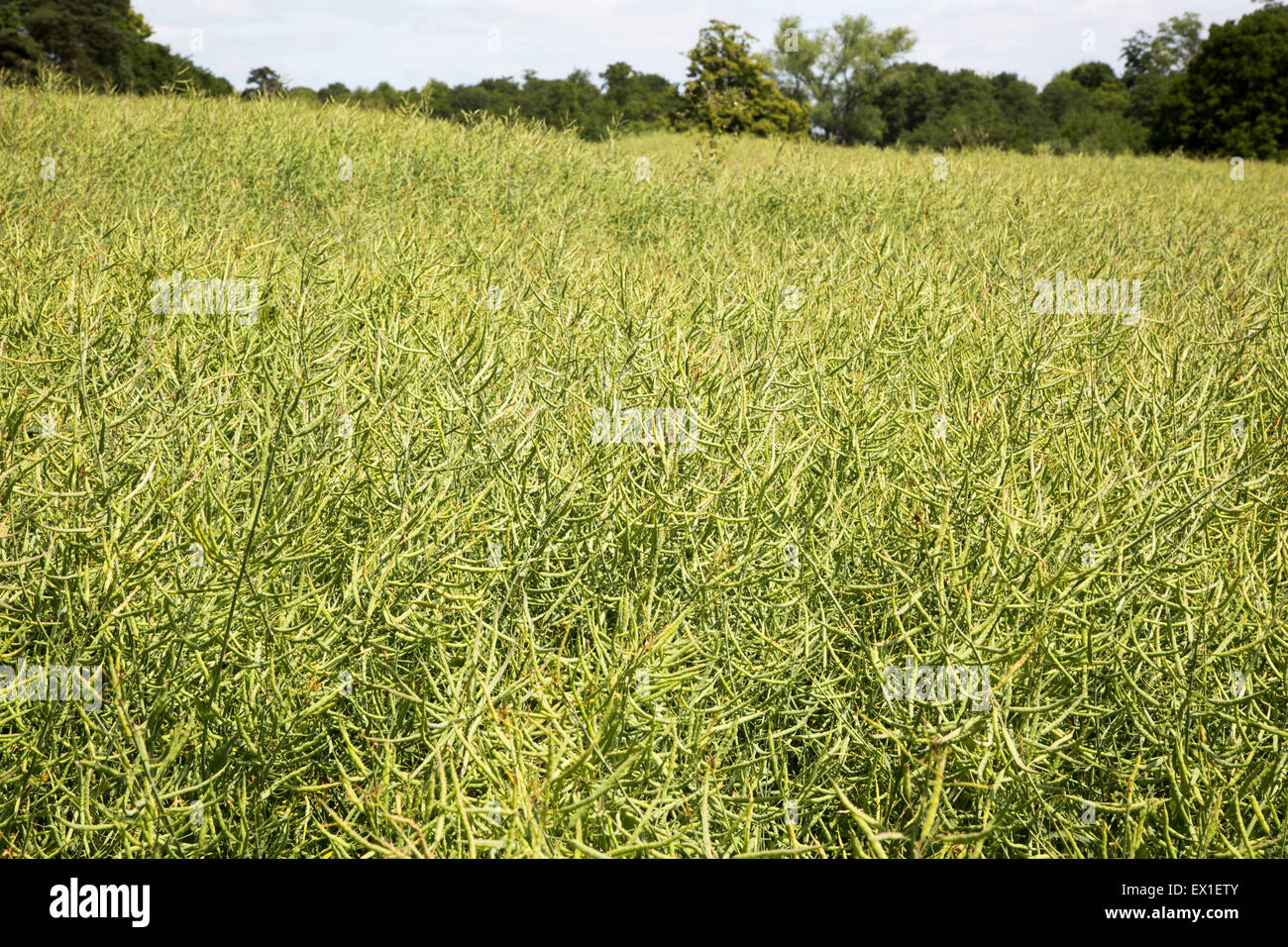 Heads of oil seed rape crop, Sutton, Suffolk, England, UK Stock Photo ...