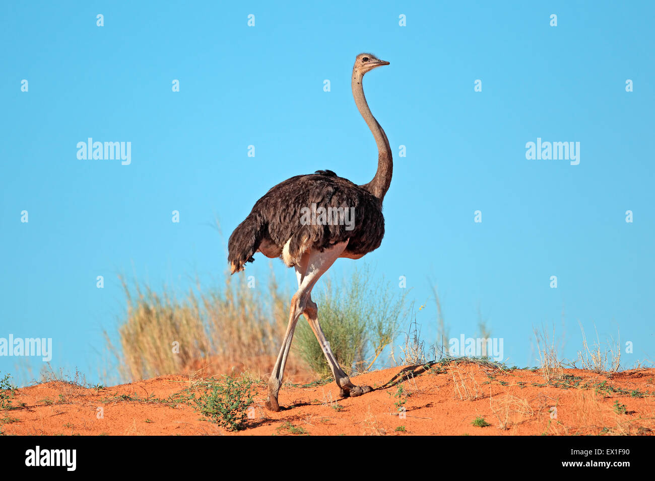 Female Ostrich (Struthio camelus) on red sand dune, Kalahari desert, South Africa Stock Photo