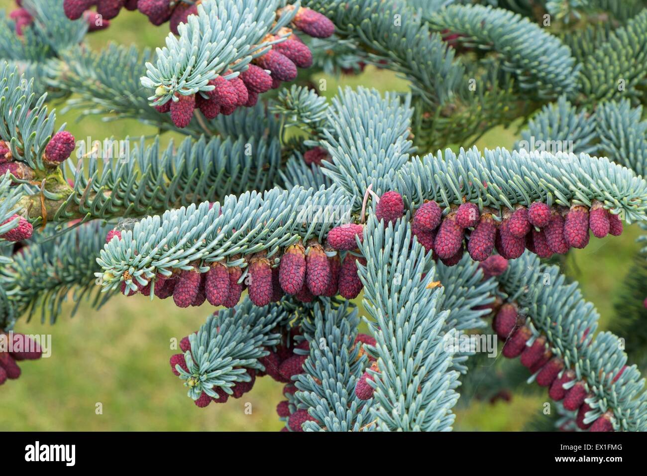 Abies procera 'Glauca' , showing the decorative red cones. Stock Photo