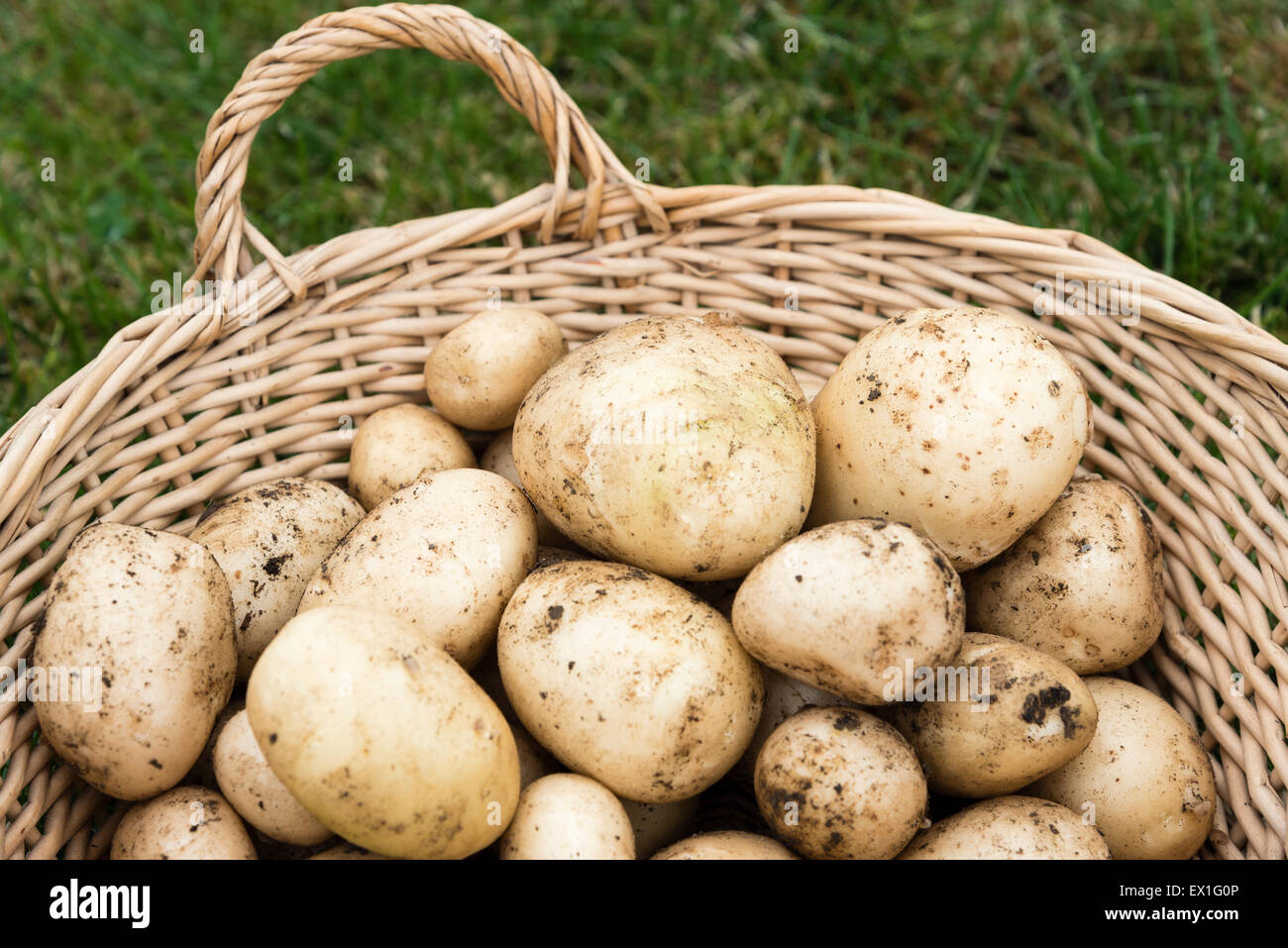 A basket of homegrown organic potatoes Stock Photo Alamy