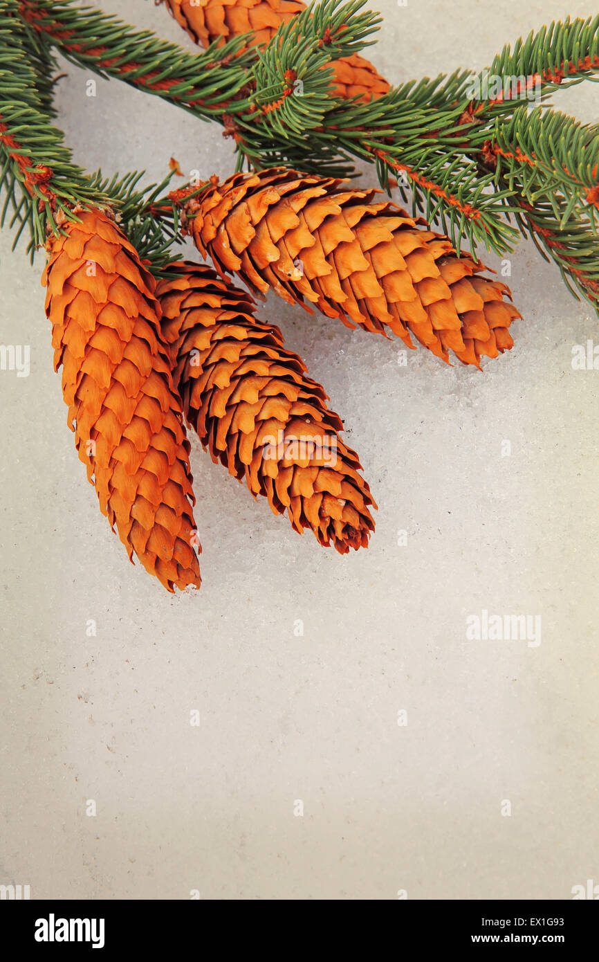 Spruce branch and fir cone on white snow taken closeup. Stock Photo