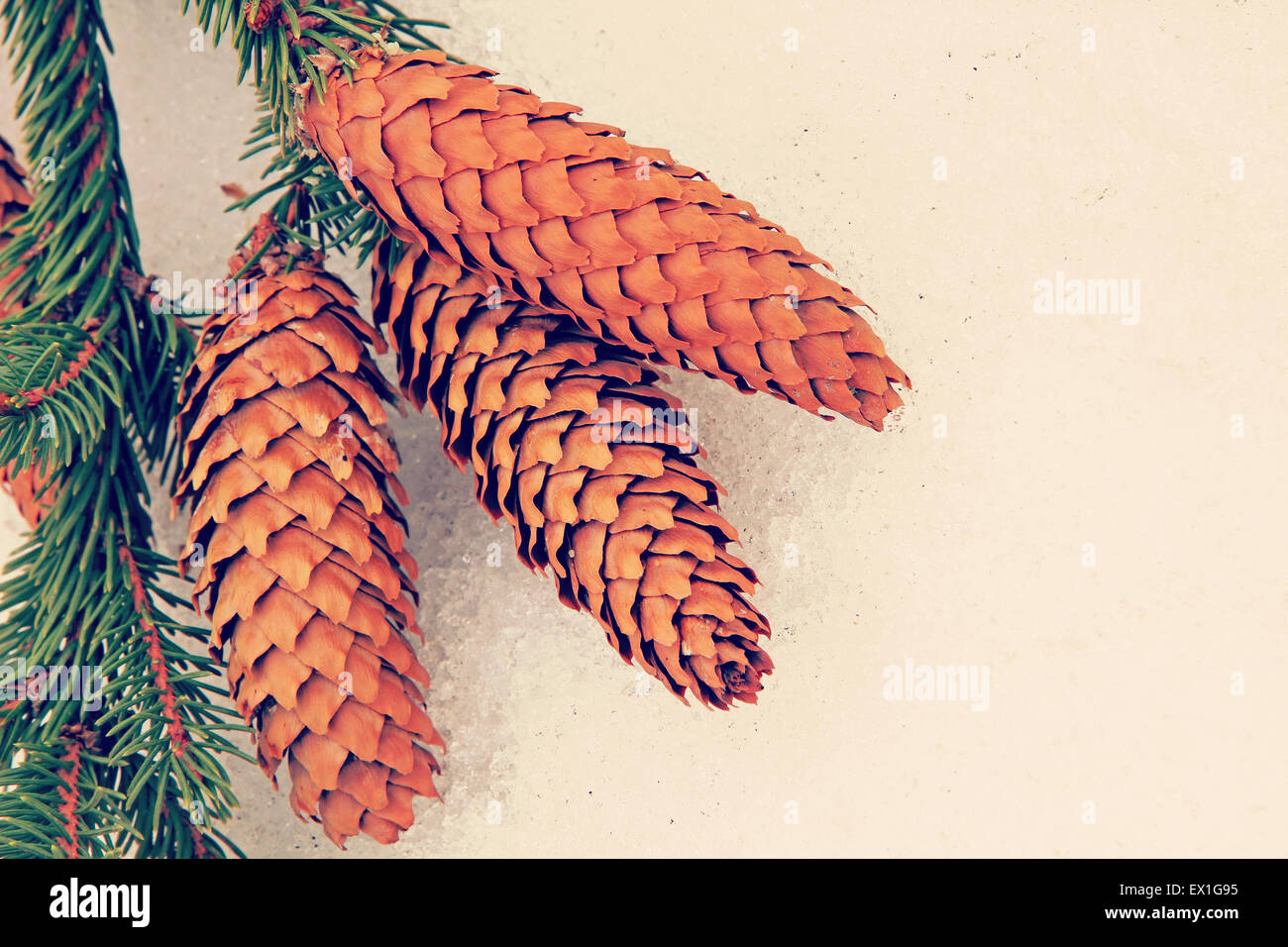 Fir cone on a winter snow background.Toned image. Stock Photo