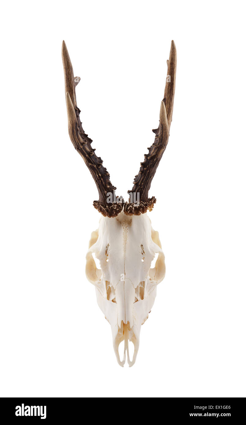 Animal skull with antlers isolated on white with clipping path Stock Photo