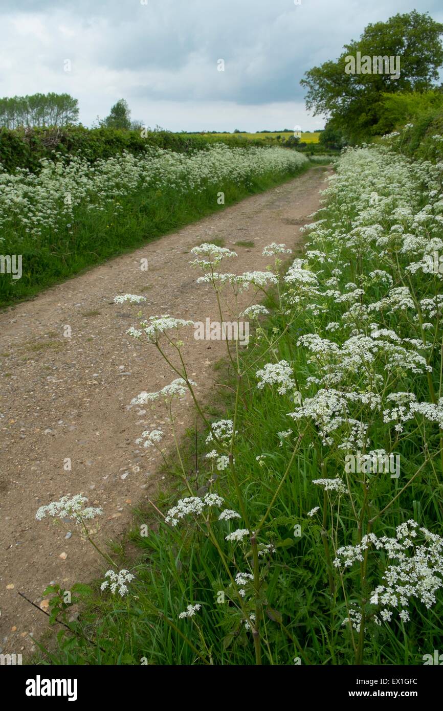 Cow Parsley - Anthriscus sylvestris, growing on verge beside country lane Stock Photo