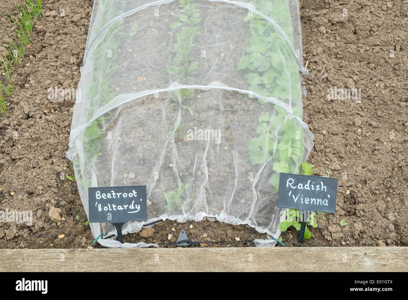 Beetroot 'Boltardy', Radish 'vienna' row growing under insect mesh Stock Photo