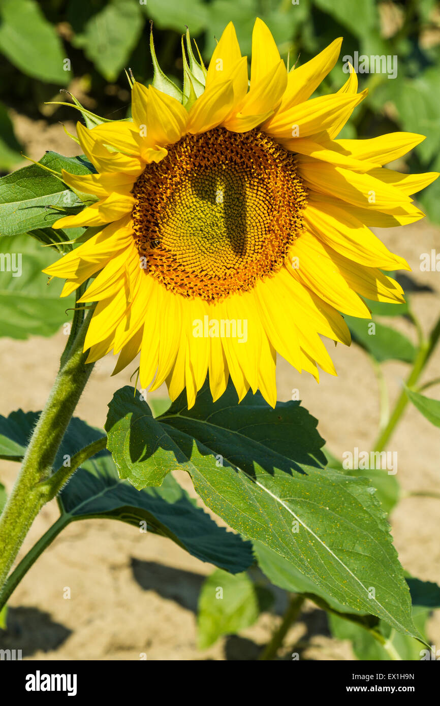 Sunflower field in tuscany hi-res stock photography and images - Alamy