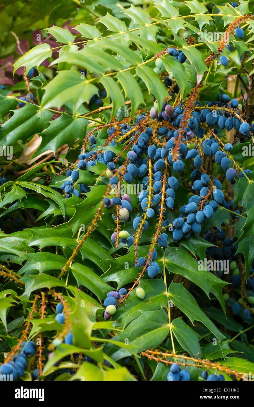 Mahonia × media 'Winter Sun' Oregon grape 'Winter Sun' showing purple berries. Stock Photo