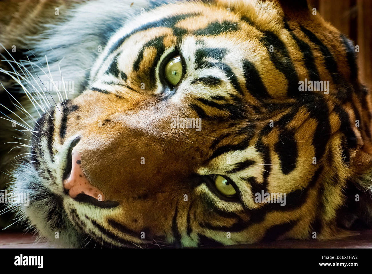 Sumatran tiger Stock Photo