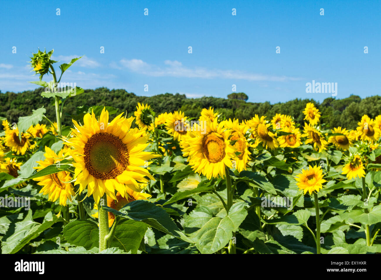 A Sunflowers field in the hearth of the Tuscany Stock Photo - Alamy