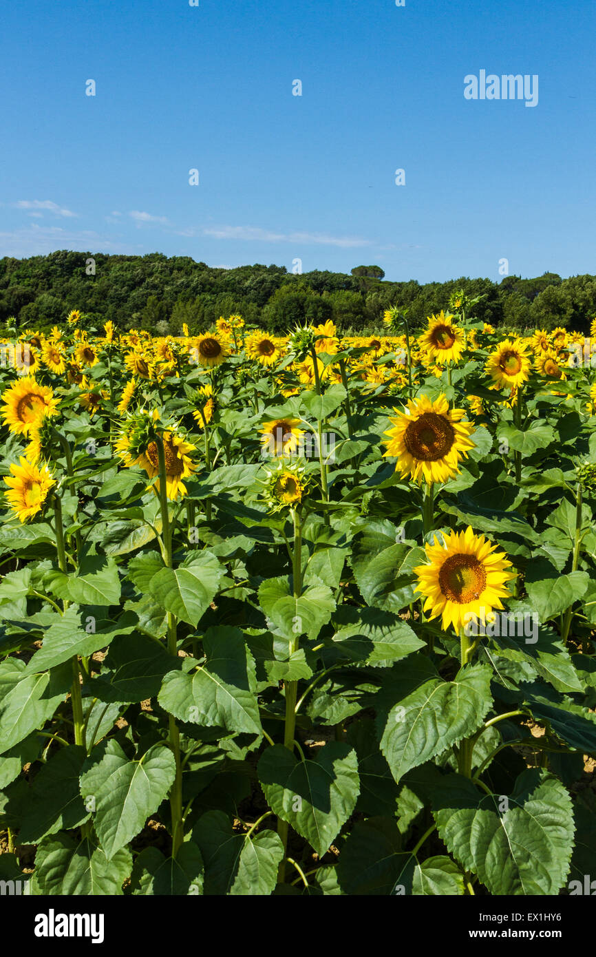 A Sunflowers field in the hearth of the Tuscany Stock Photo - Alamy