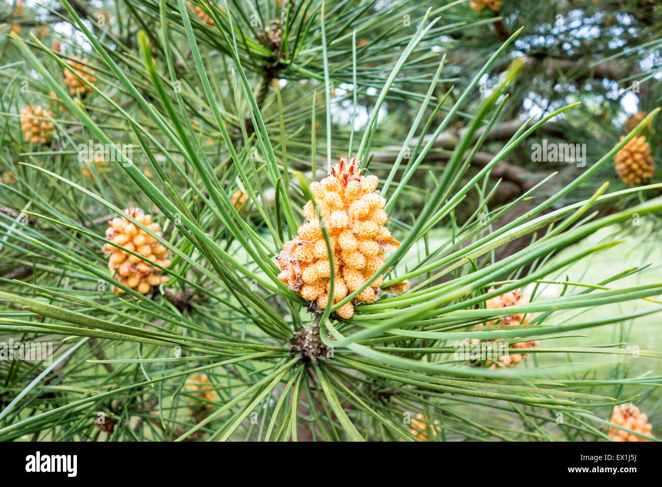 Pine cone forming on a fir tree in the UK Stock Photo