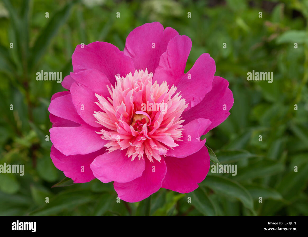 flower peony Stock Photo