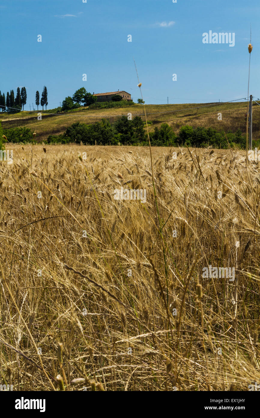 Farm Holiday in the Tuscan Country Stock Photo