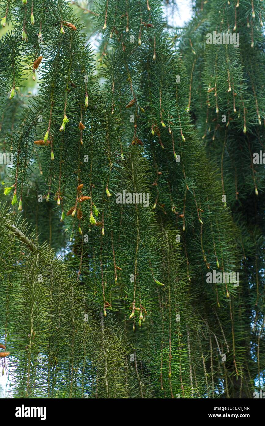 Picea breweriana - Brewer's weeping spruce Stock Photo