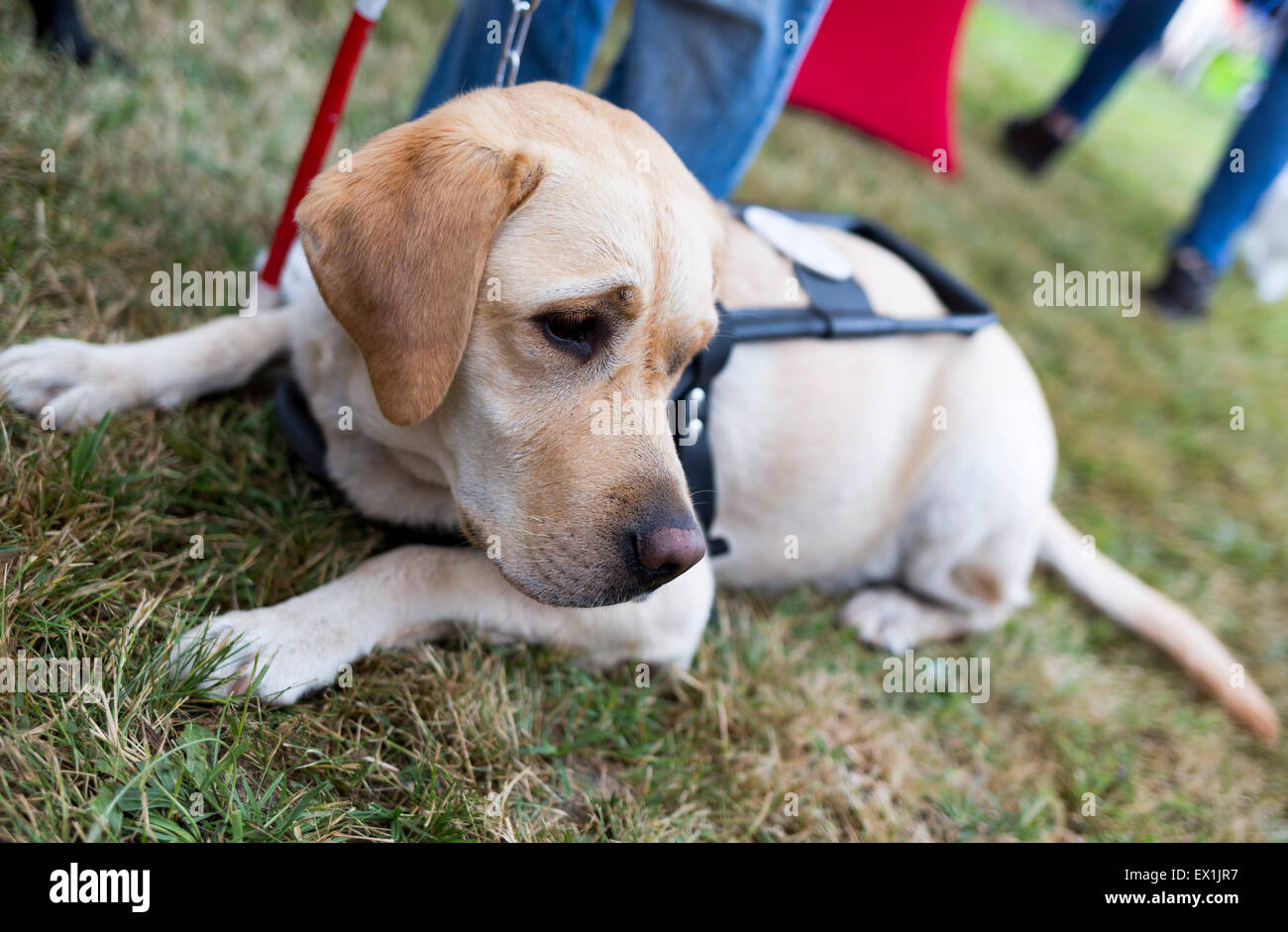 Labrador retriever guide dog before the last training for the animal. The dogs are undergoing