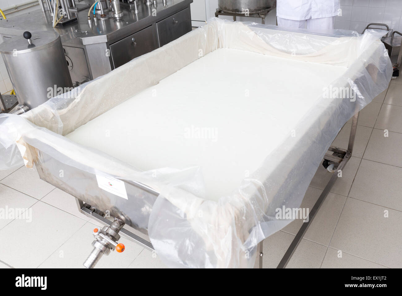 A cheese batch in a small family creamery in a big container. The dairy farm is specialized in buffalo yoghurt and cheese produc Stock Photo
