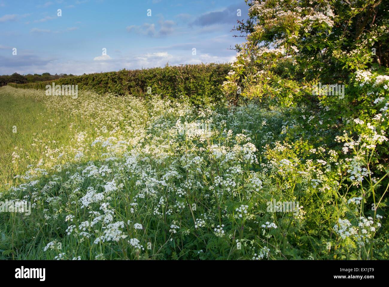 Common Hawthorn - Crataegus & Cow Parsley - Anthriscus sylvestris, flowing on an arable headland. Stock Photo