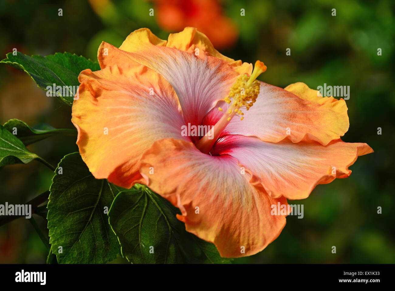 Hibiscus hi-res stock photography and images - Alamy