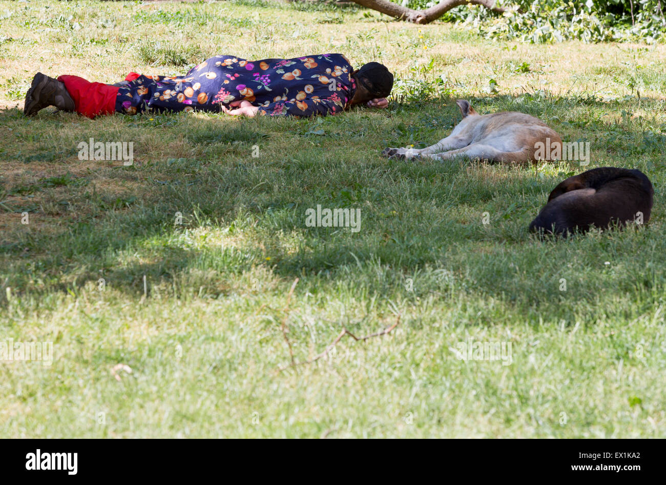 A homeless man is sleeping on a meadow in the center of Sofia with homeless dogs next to him. Stock Photo