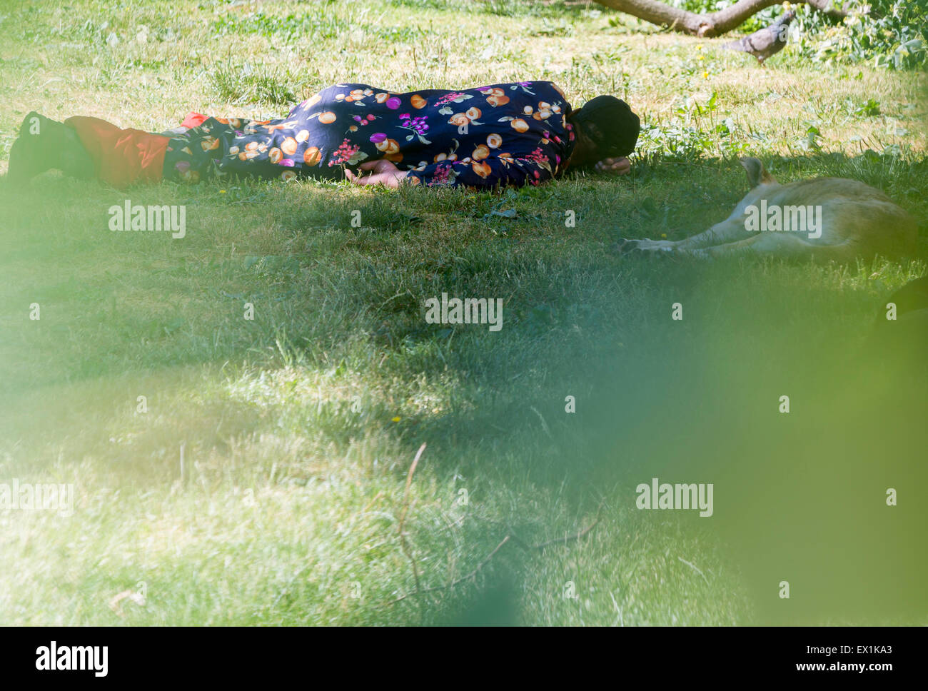 A homeless man is sleeping on a meadow in the center of Sofia with homeless dogs next to him. Stock Photo