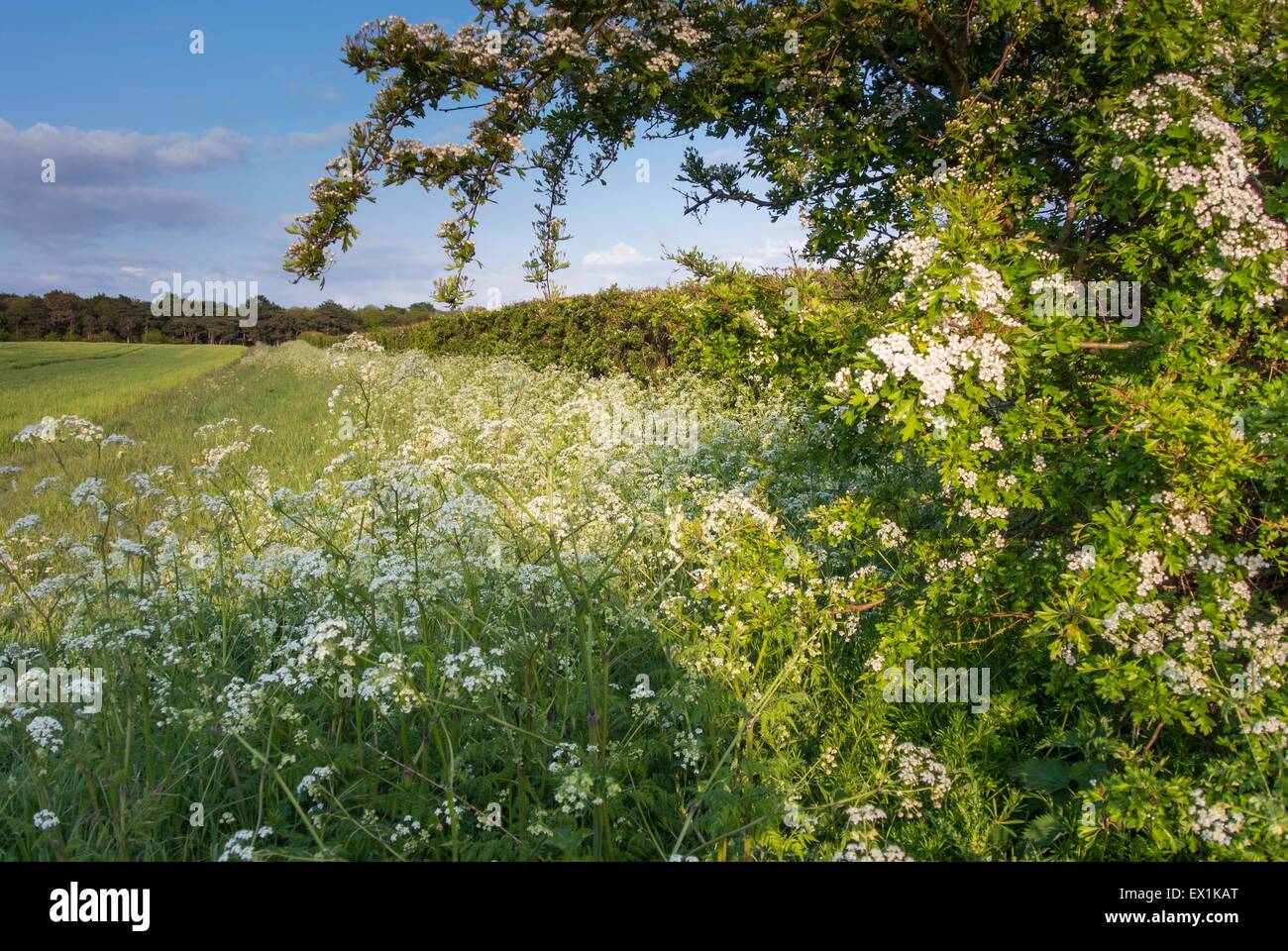 Common Hawthorn Crataegus & Cow Parsley Anthriscus sylvestris