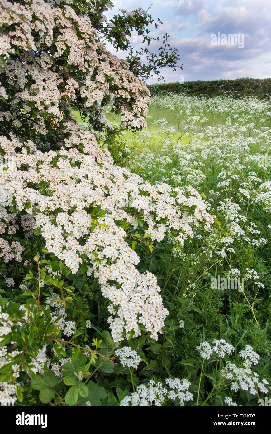 Parsley hawthorn hires stock photography and images Alamy