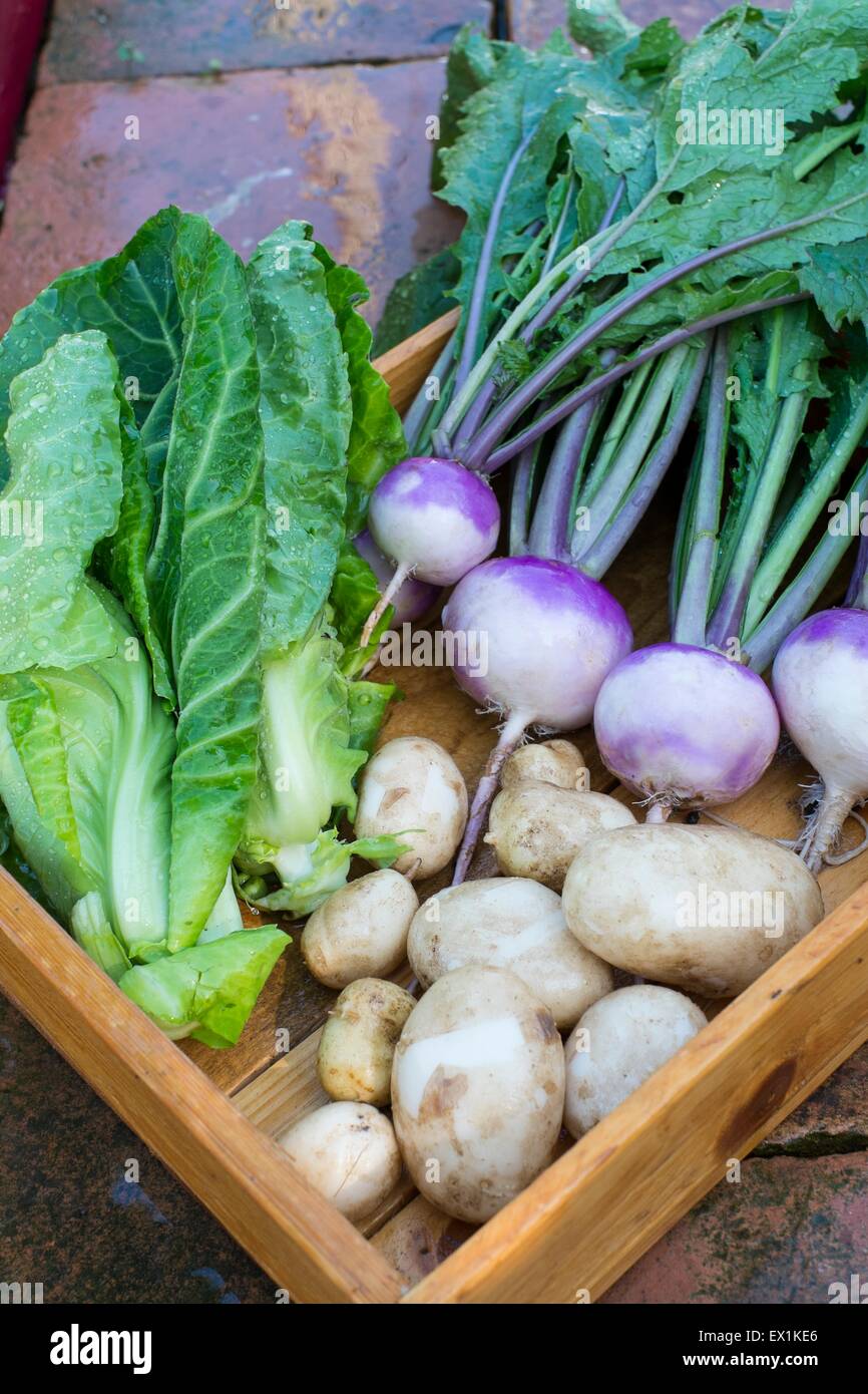 harvest collection spring vegetables home grown  summer Stock Photo