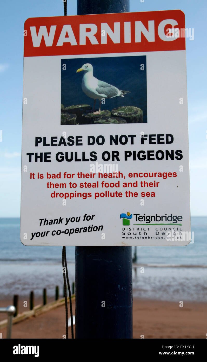 Don't Feed Gulls or Pigeons notice Teignmouth Devon England UK Stock Photo