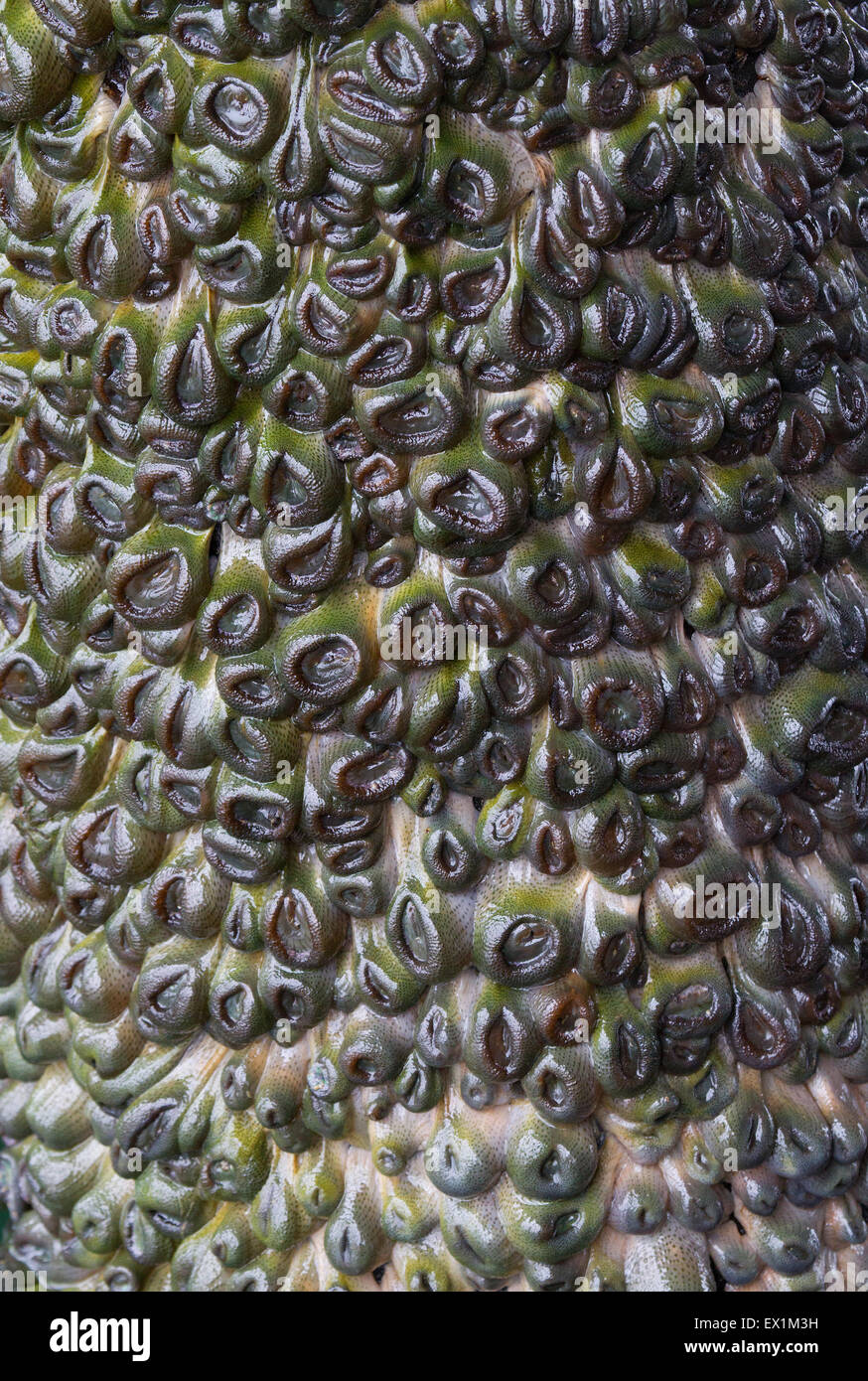 Sea Anemones Completely Covering Pier Pillar Stock Photo