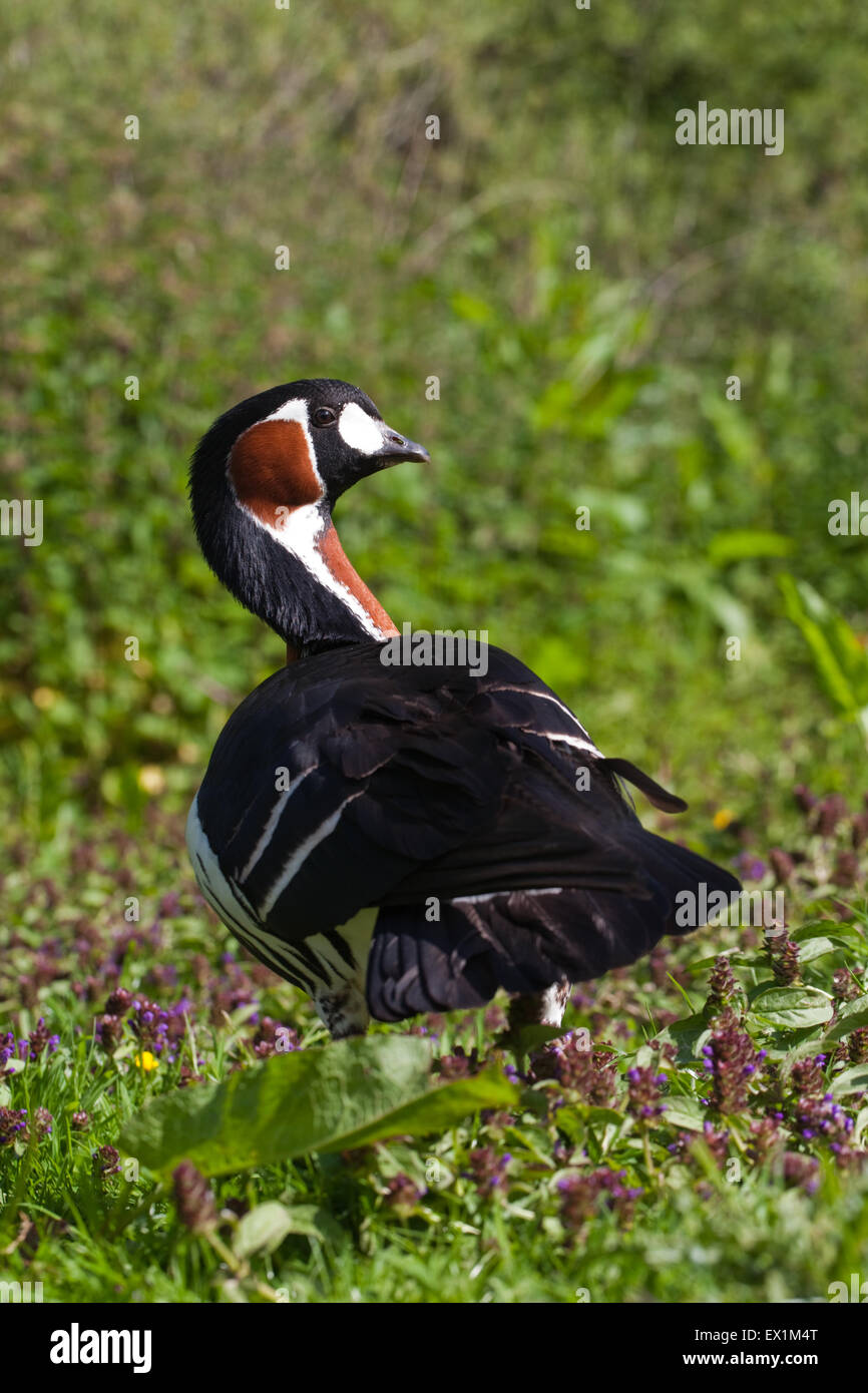 Red-breasted Goose (Branta ruficollis). Stock Photo