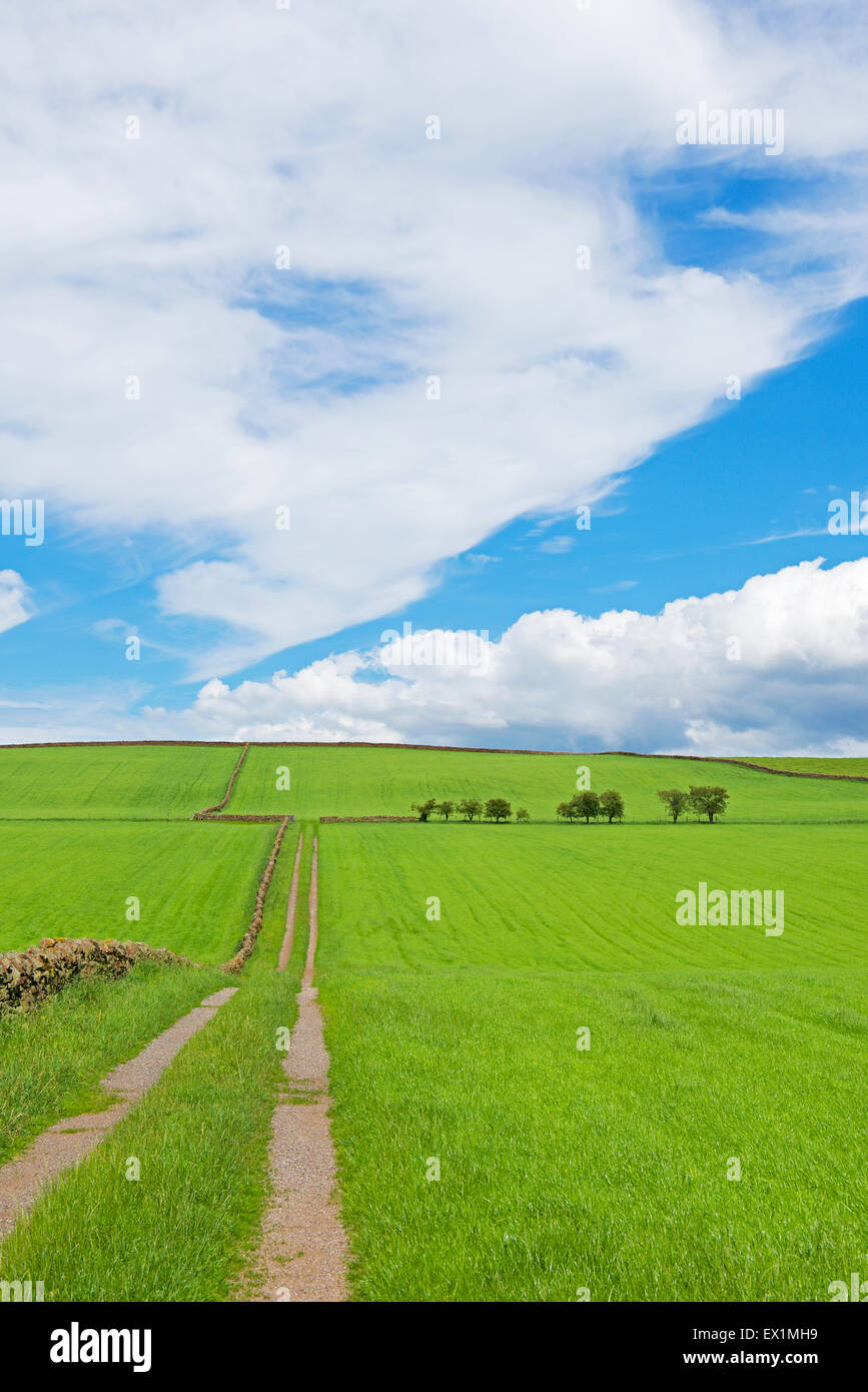 Fields in the Eden Valley, Cumbria, England UK Stock Photo Alamy