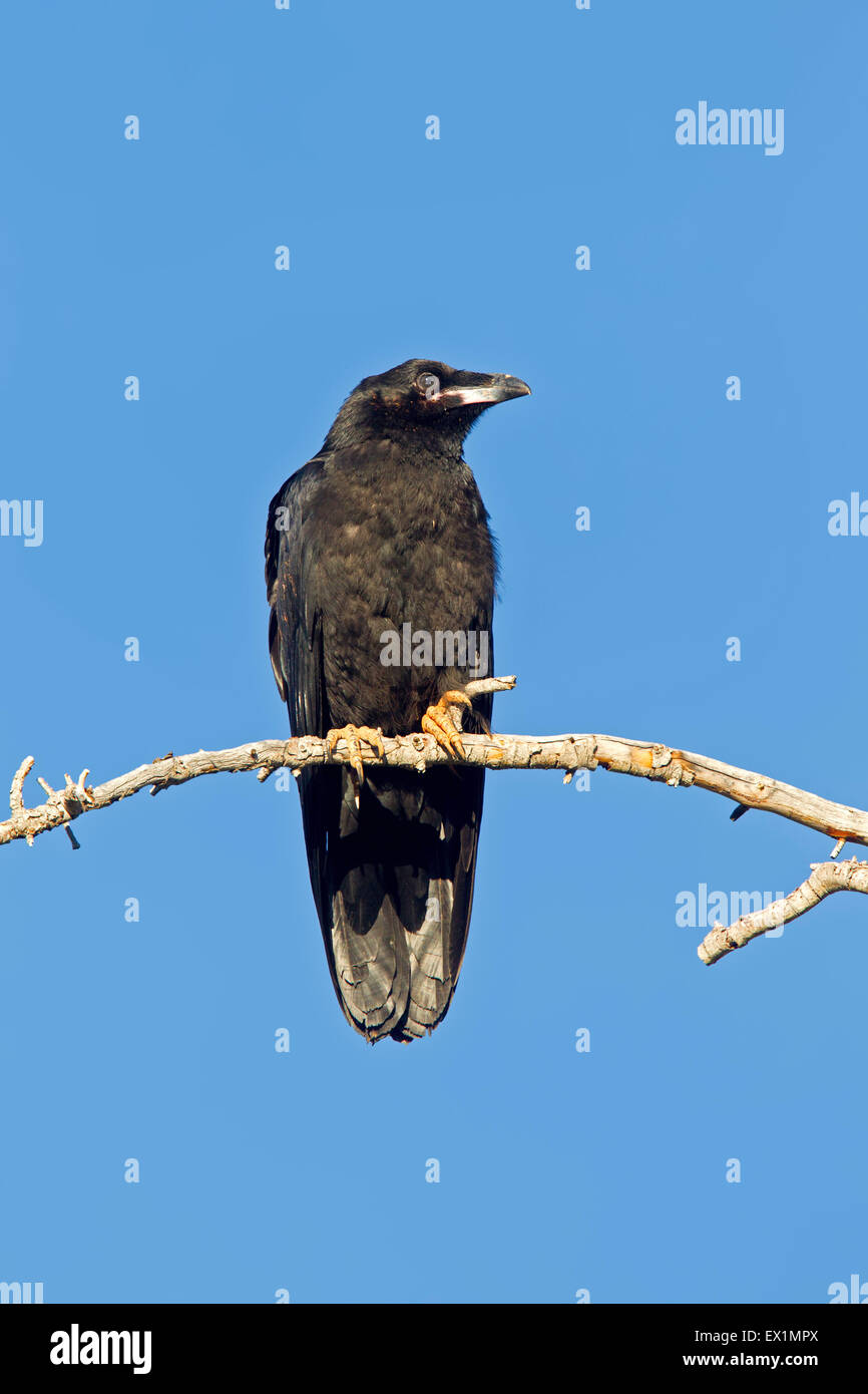 Common Raven  Corvus corax Bryce Canyon National Park, Garfield County, Utah, United States 25 June        Immature       Corvid Stock Photo