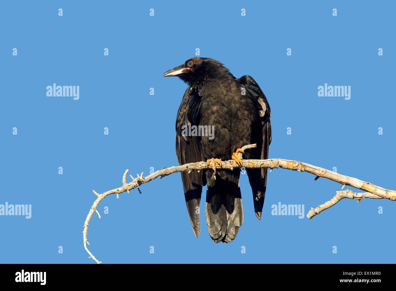Common Raven  Corvus corax Bryce Canyon National Park, Garfield County, Utah, United States 25 June        Immature       Corvid Stock Photo