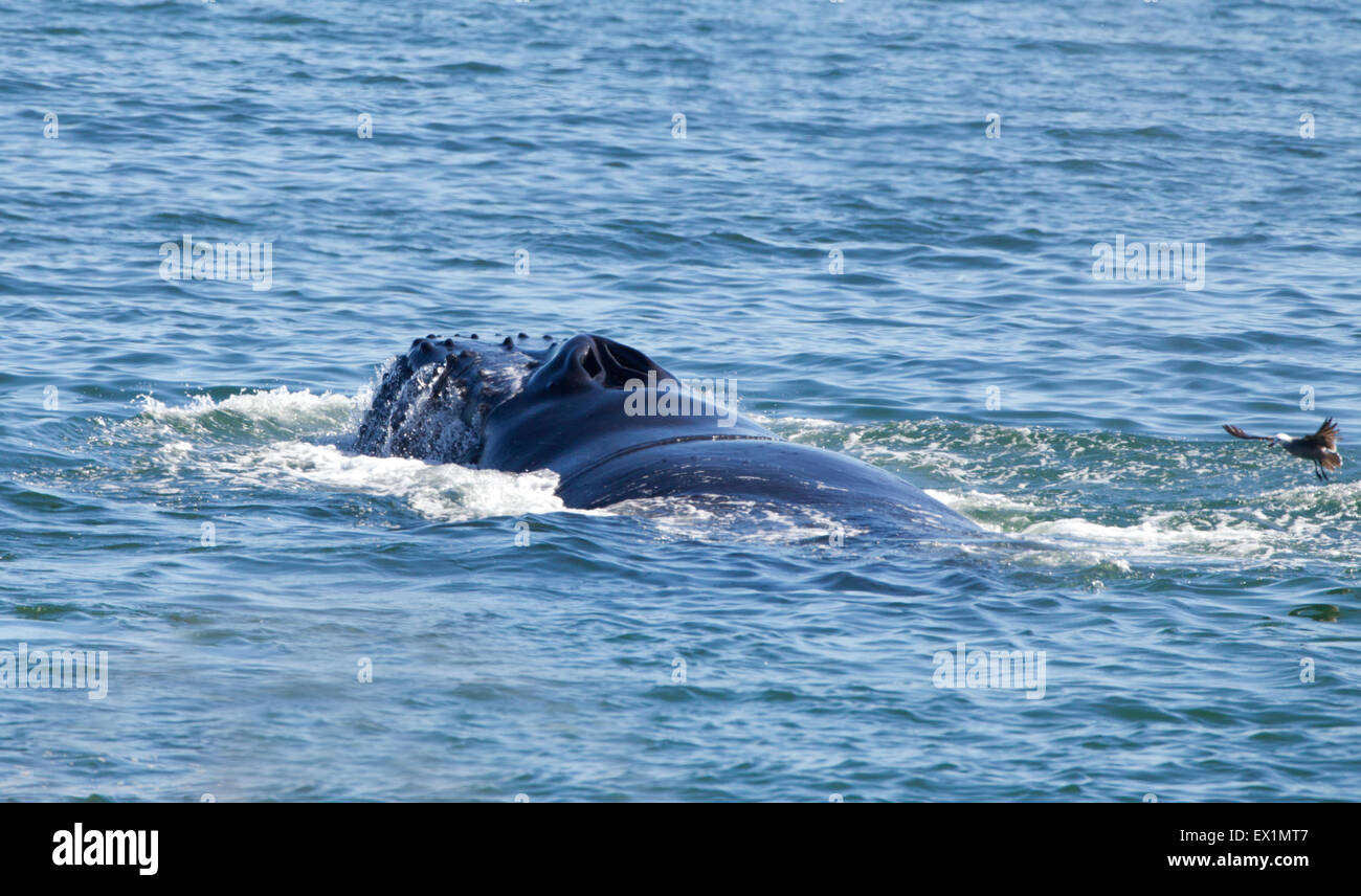 Whale blow hi-res stock photography and images - Alamy