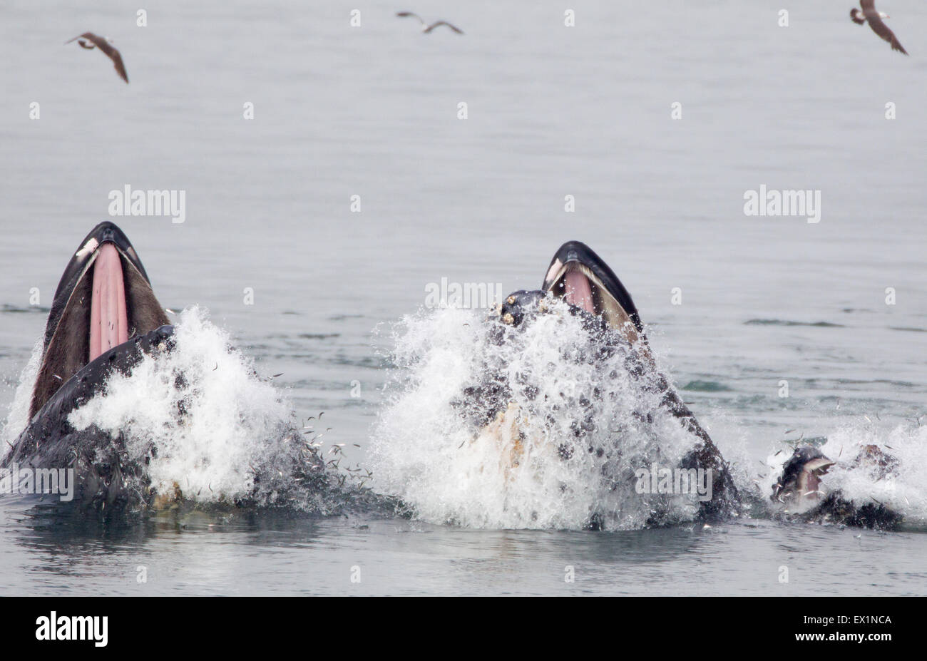 Three Humpback Whales Lunge Feeding Showing Tongues Stock Photo