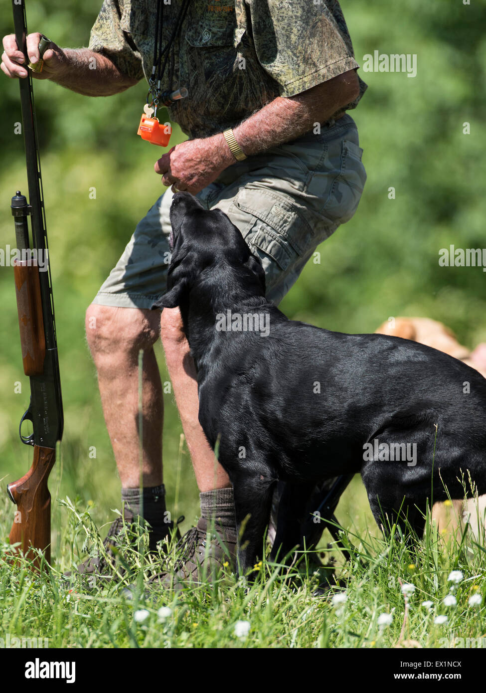 Labrador Retriever at a Field Trial Stock Photo Alamy