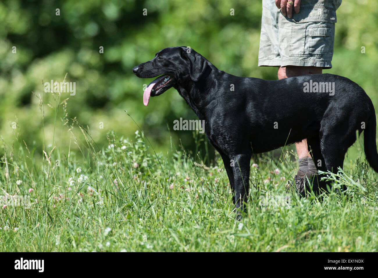 Labrador Retriever at a Field Trial Stock Photo Alamy