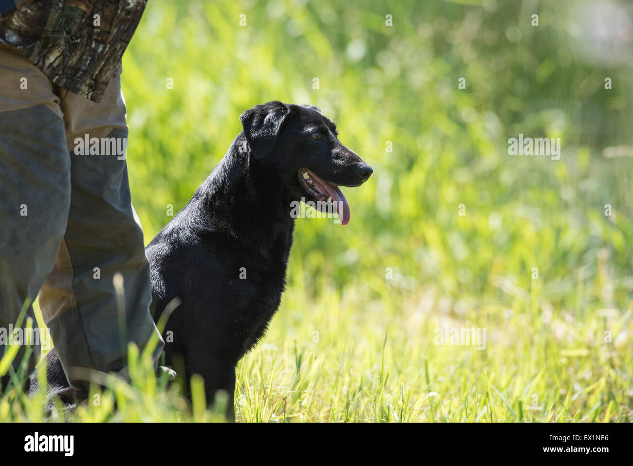 Labrador Retriever at a Field Trial Stock Photo Alamy