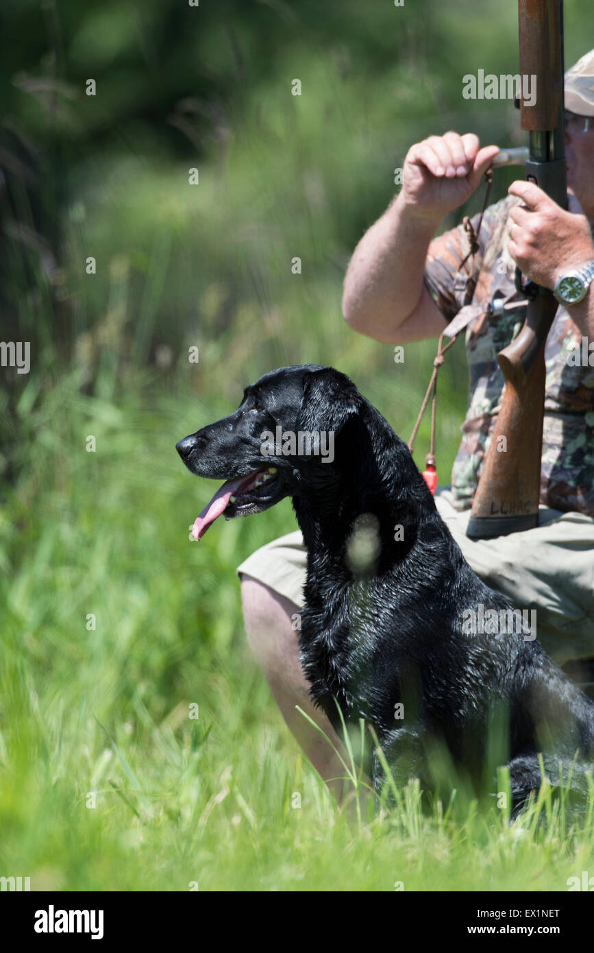 Labrador Retriever at a Field Trial Stock Photo Alamy