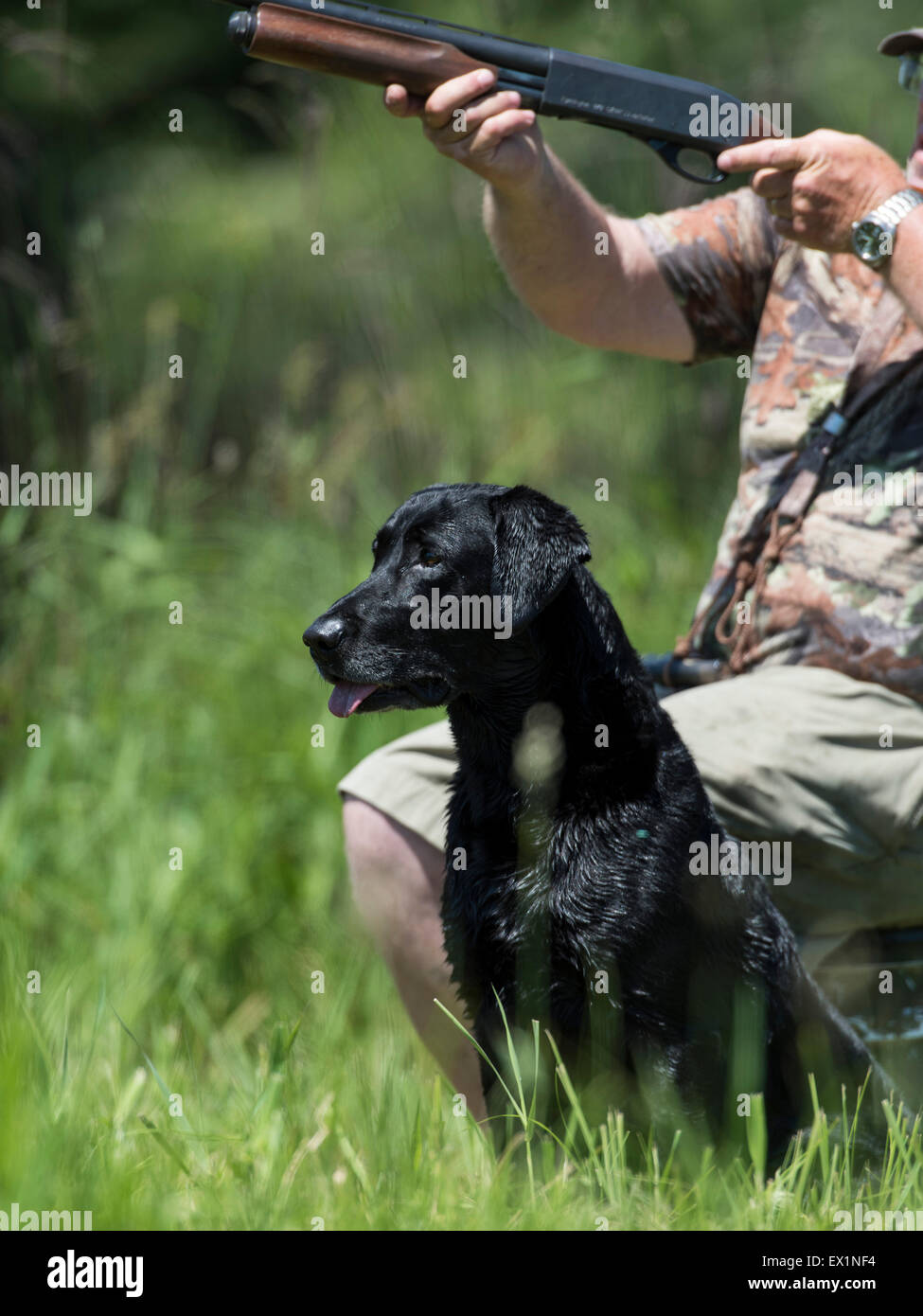 Labrador Retriever at a Field Trial Stock Photo Alamy