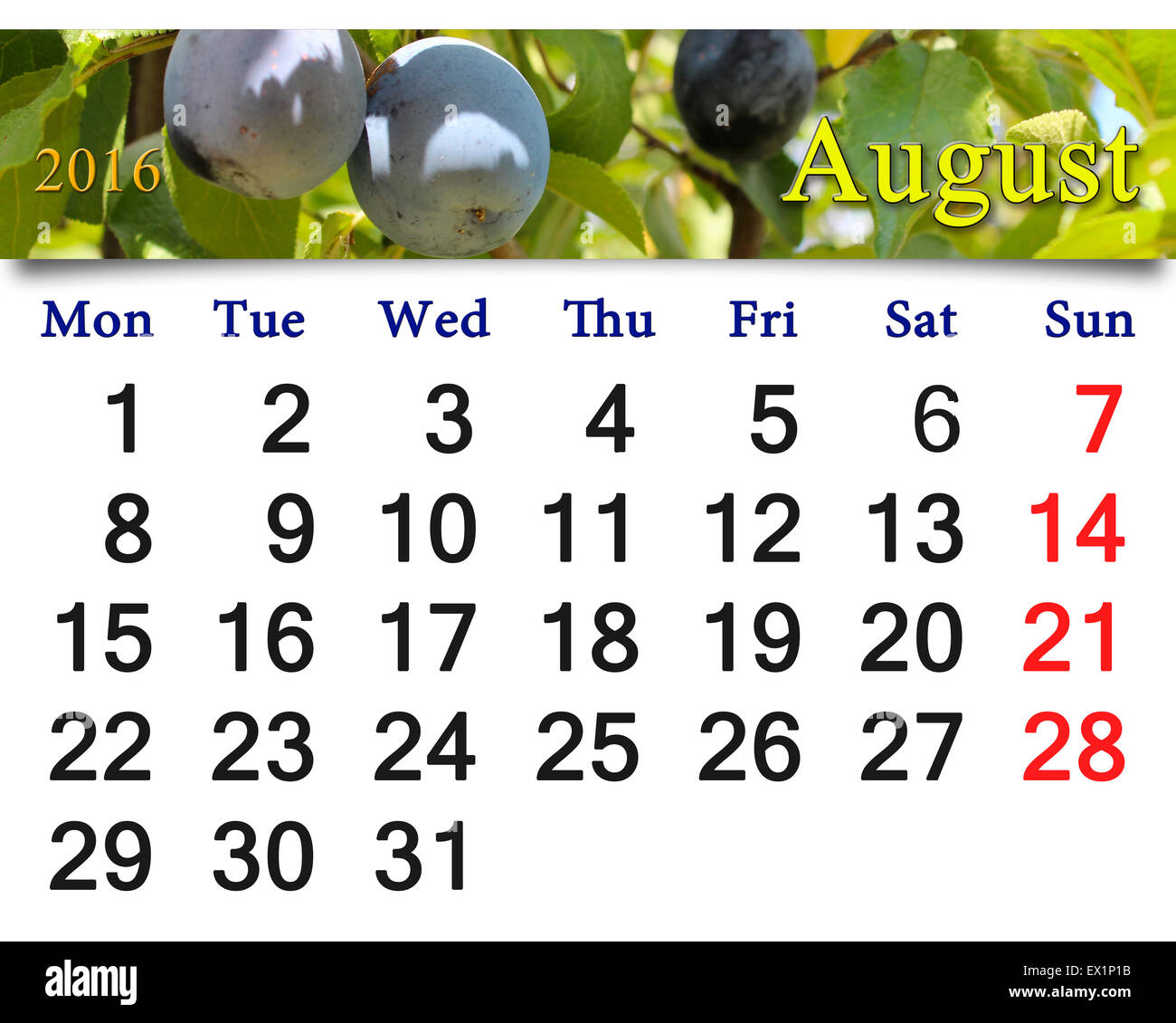 beautiful calendar for August 2016 with ripe blue plums Stock Photo - Alamy
